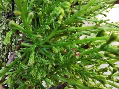 Aceria pistaciae