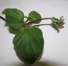 Boerhavia diffusa diffusa