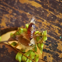 Griveaudyria mascarena