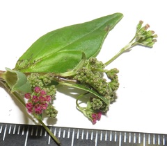 Boerhavia diffusa diffusa