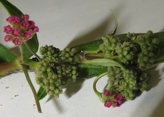 Boerhavia diffusa diffusa