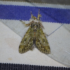 Griveaudyria mascarena