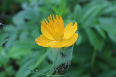 Trollius chinensis