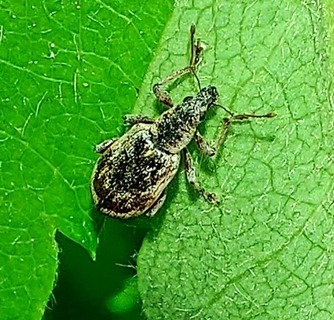 Polydrusus tereticollis