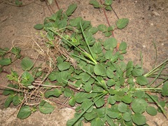 Boerhavia diffusa diffusa