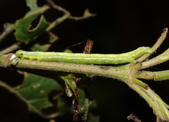 Camptogramma bilineata