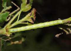 Camptogramma bilineata