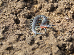 Scolopendra laeta