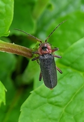 Cantharis rustica