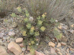 Serruria gremialis