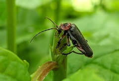 Cantharis rustica