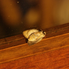 Griveaudyria mascarena