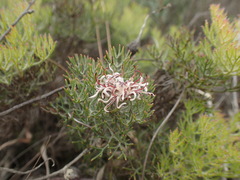 Serruria gremialis