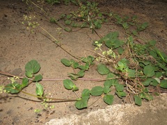 Boerhavia diffusa diffusa