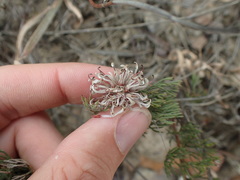 Serruria gremialis