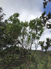 Wikstroemia oahuensis