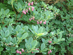 Menziesia multiflora longicalyx