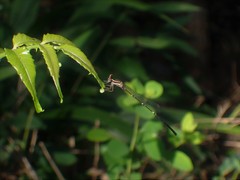 Prodasineura croconota