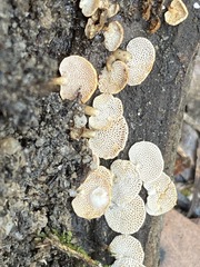 Panellus pusillus