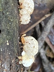 Panellus pusillus