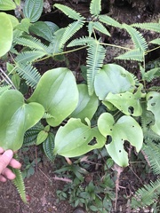 Smilax melastomifolia