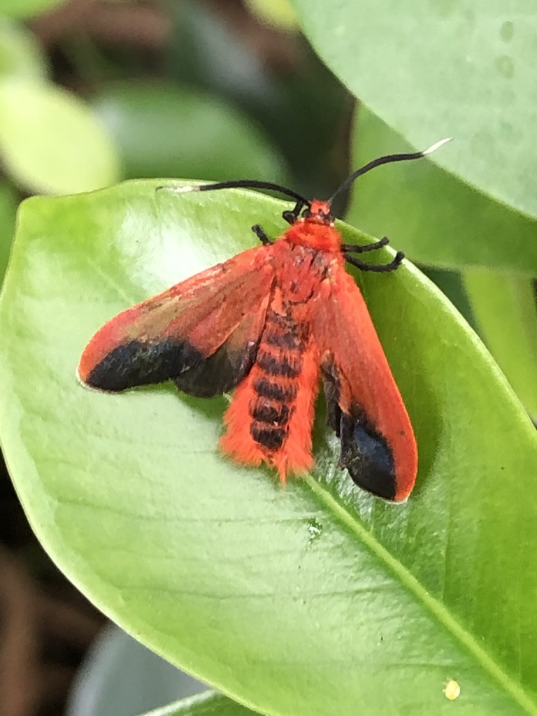 Phauda flammans