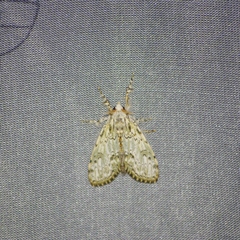 Griveaudyria mascarena