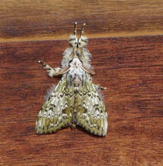 Griveaudyria mascarena