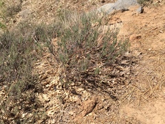 Eriogonum wrightii membranaceum