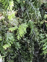 Hymenophyllum lanceolatum