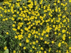 Pilosella officinarum