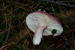 Russula lenkunya