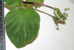 Boerhavia diffusa diffusa