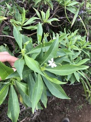 Scaevola gaudichaudiana