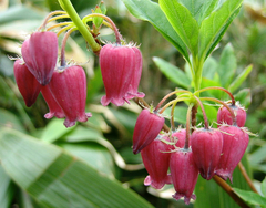 Menziesia multiflora longicalyx
