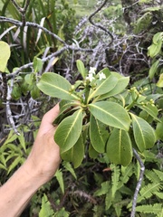 Psychotria mariniana
