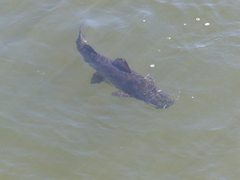 Steindachneridion melanodermatum