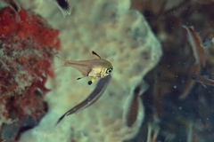 Pempheris multiradiata