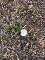 Calystegia subacaulis episcopalis