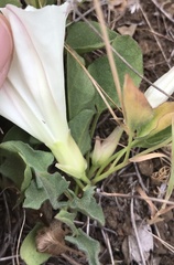 Calystegia subacaulis episcopalis