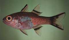 Bandfin Cardinalfish photo 4
