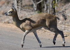 Oreotragus oreotragus transvaalensis