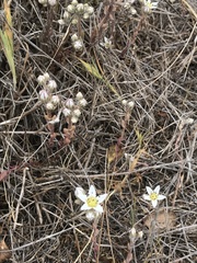 Dudleya blochmaniae blochmaniae