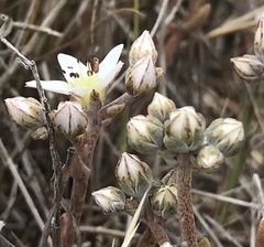 Dudleya blochmaniae blochmaniae