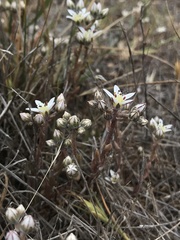 Dudleya blochmaniae blochmaniae
