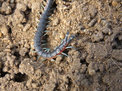 Scolopendra laeta