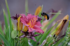 Xylocopa californica