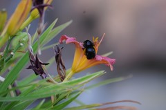 Xylocopa californica