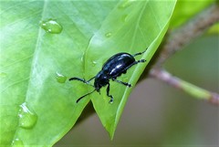 Platycorynus peregrinus