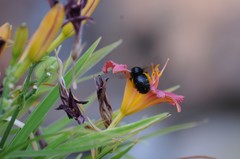 Xylocopa californica